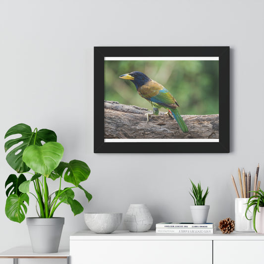 “Echoes of the Himalayas: The Great Barbet in Full Splendor”