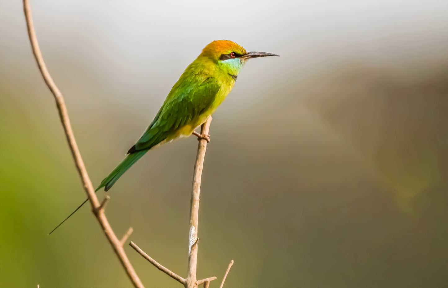 Jewel-toned green bee-eater in mid-flight—emerald wings, turquoise crown, nature’s tiny masterpiece! Perfect for bird lovers & art.