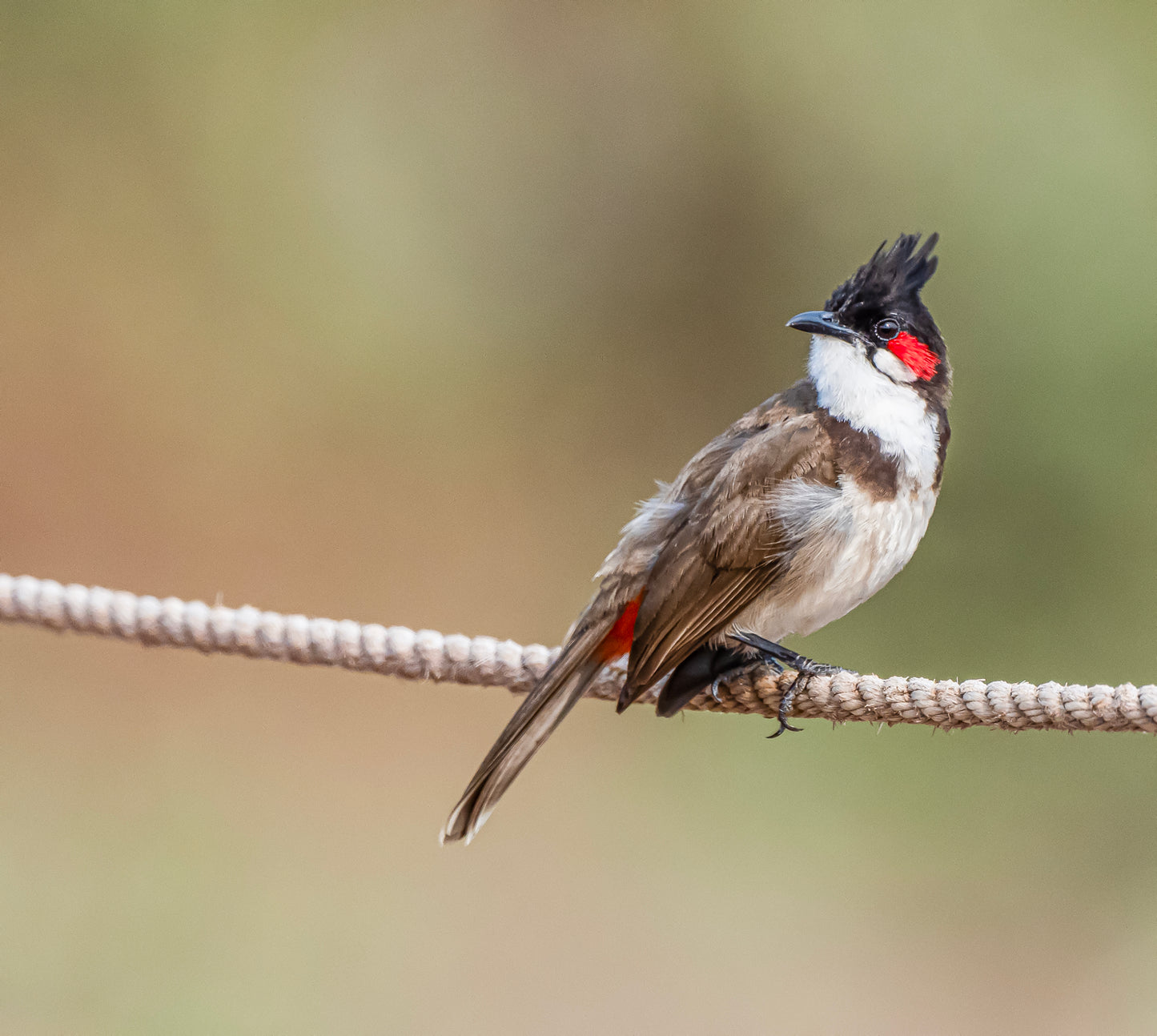 Red-whiskered bulbul