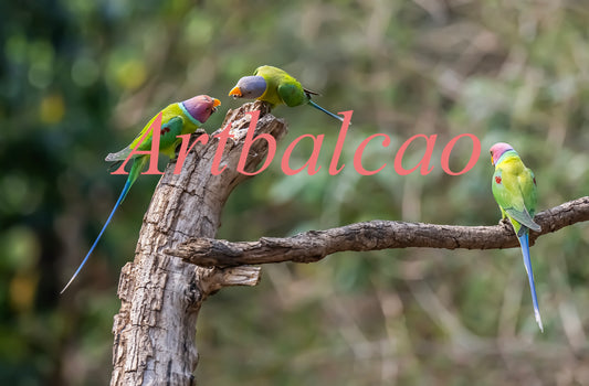 "Three Playful Parakeets – Vibrant & Chirpy Trio in Stunning Harmony!"
