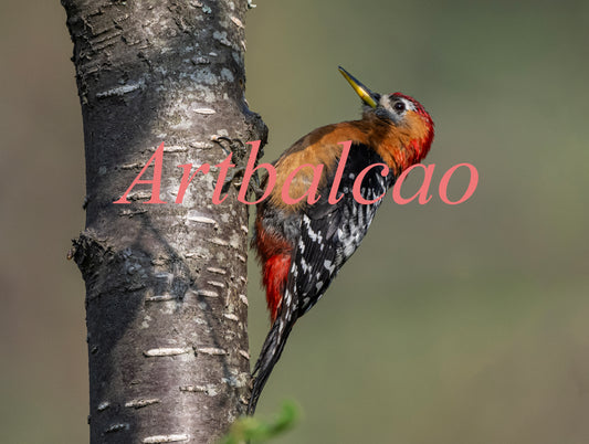 "Wild & Bold: Rufous-Bellied Woodpecker Captured in Crisp Detail"