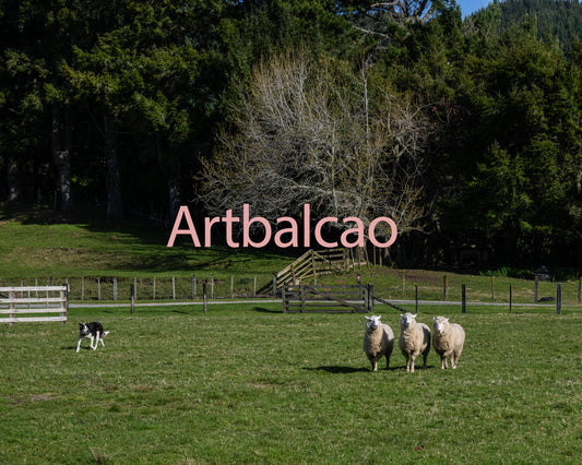 "Three Sheep and a Watchful Friend"