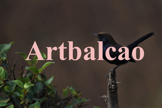 "Wild & Free: The Spirit of the Indian Robin"