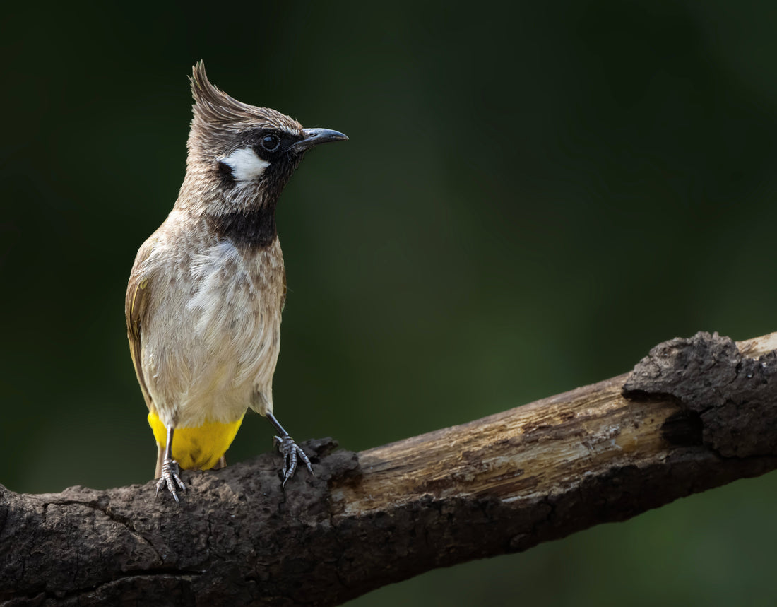 Why Your Walls Need a Bird Photograph (Trust Us, You’ll Thank Us Later)
