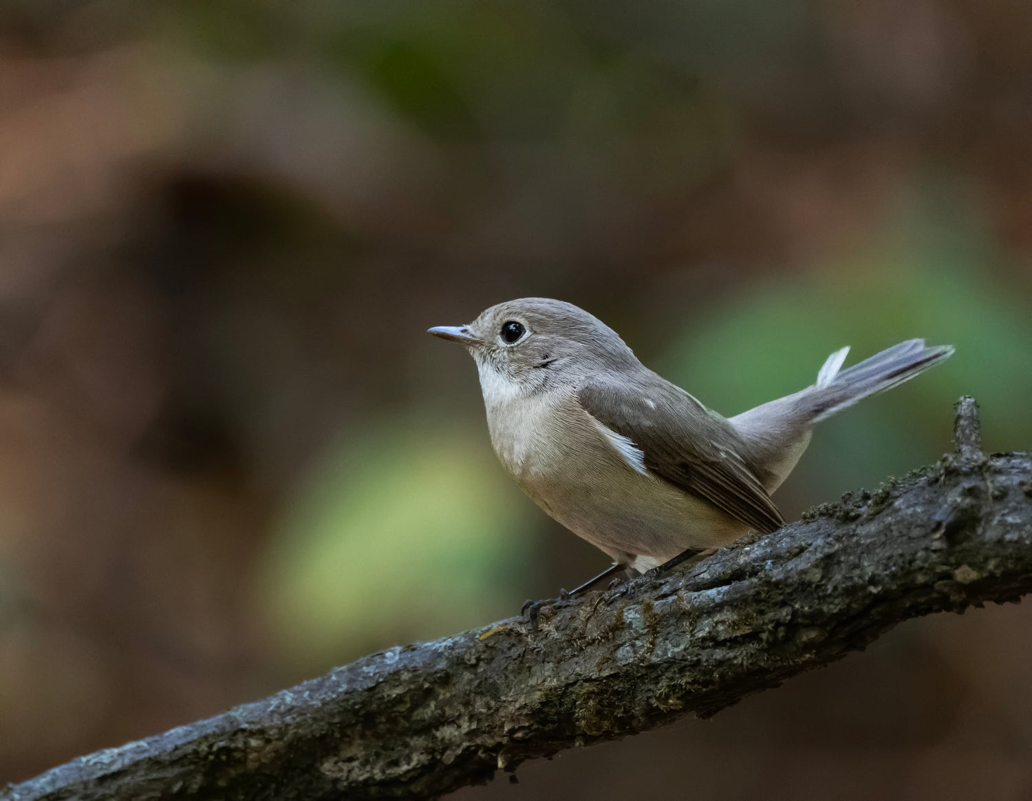 Avian Elegance: Fine Art Portraits of the Natural World.