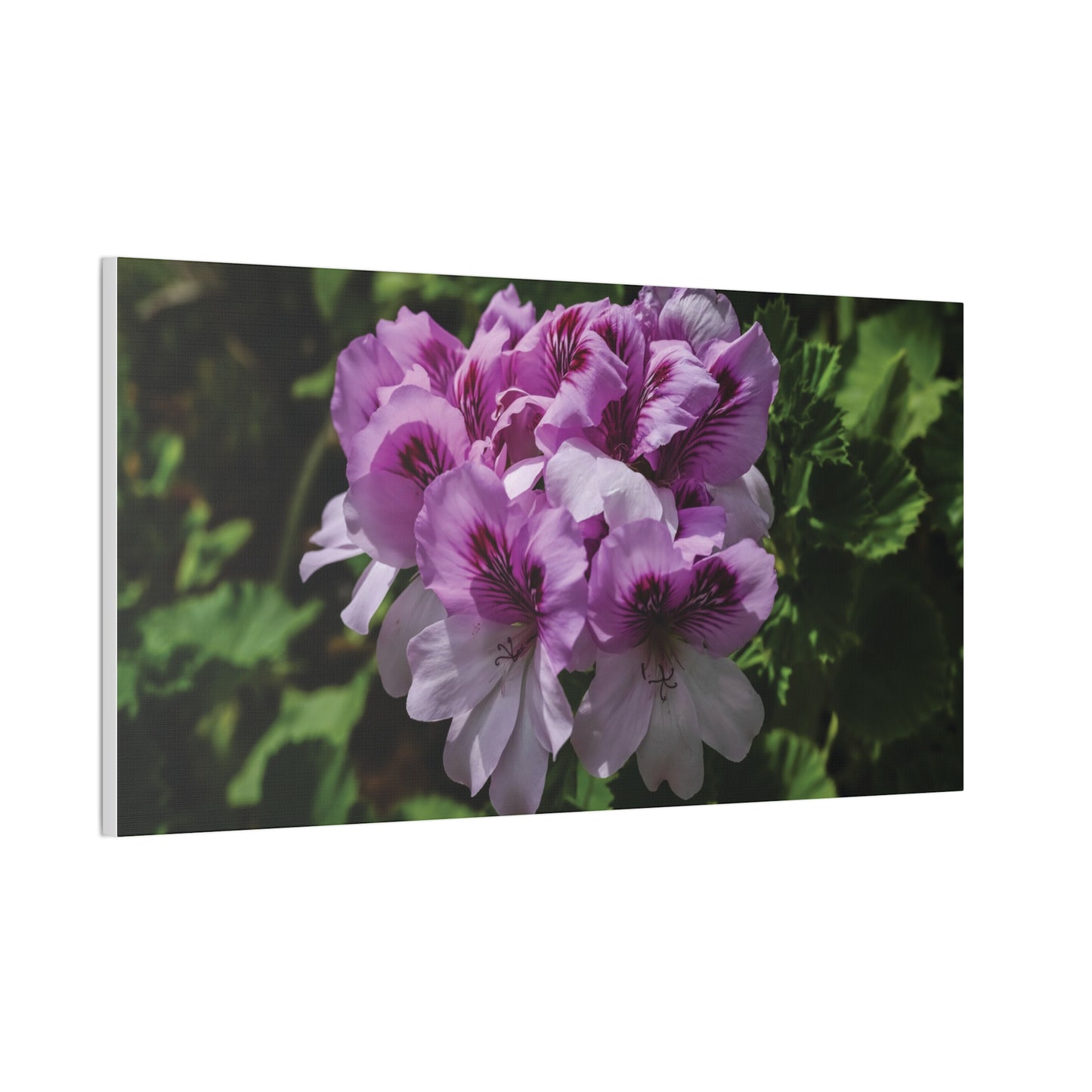 Pink Geranium Floral Canvas Print — Stretched Wall Art