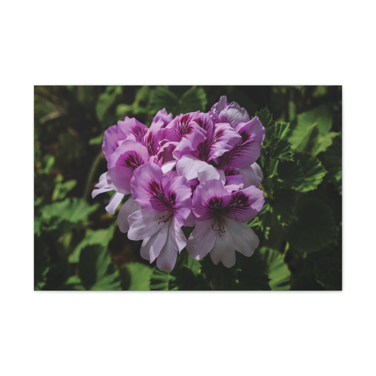 Pink Geranium Floral Canvas Print — Stretched Wall Art
