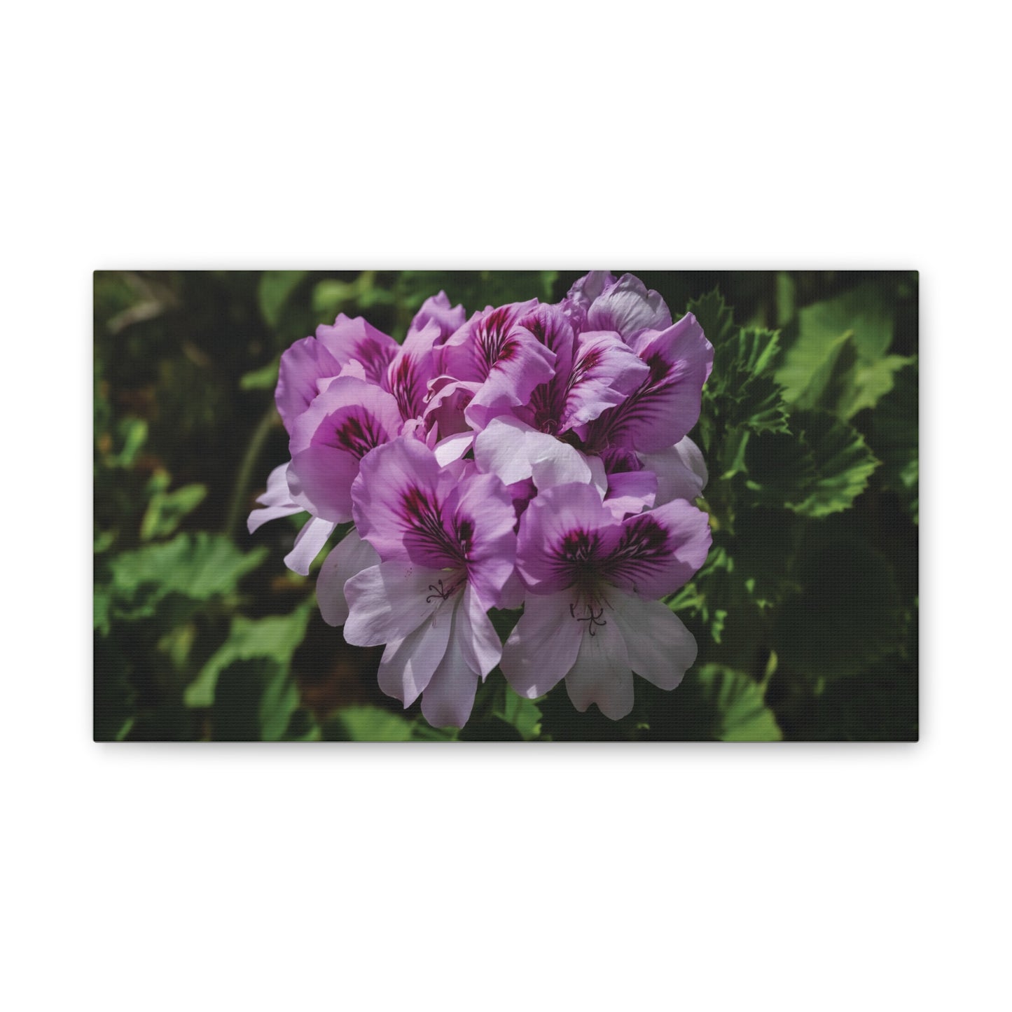Pink Geranium Floral Canvas Print — Stretched Wall Art
