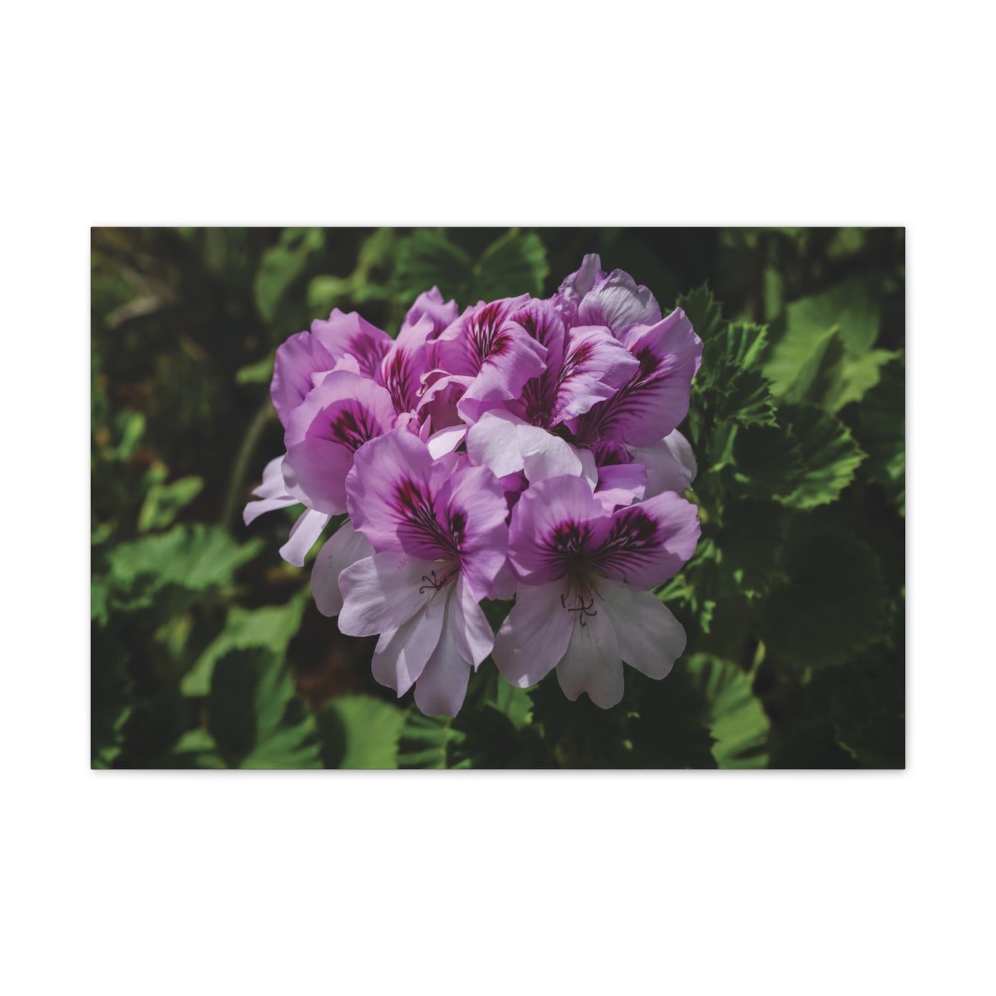 Pink Geranium Floral Canvas Print — Stretched Wall Art