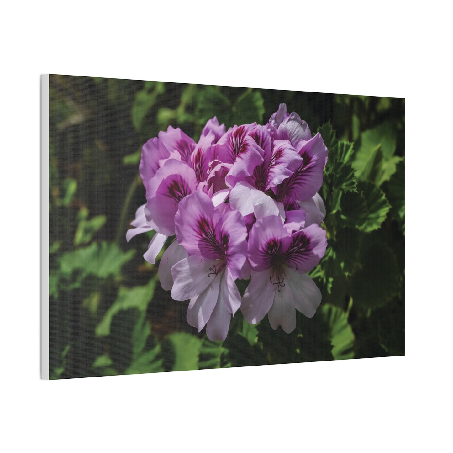 Pink Geranium Floral Canvas Print — Stretched Wall Art