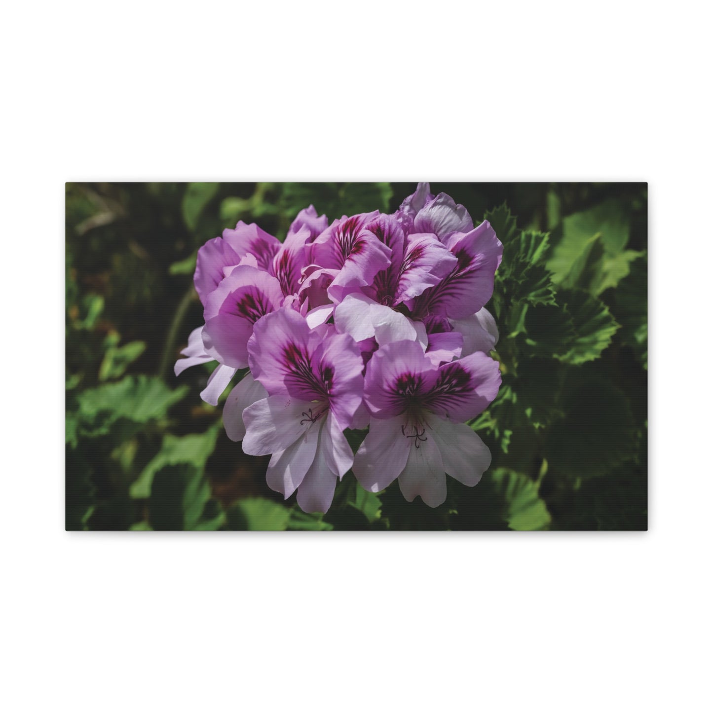 Pink Geranium Floral Canvas Print — Stretched Wall Art