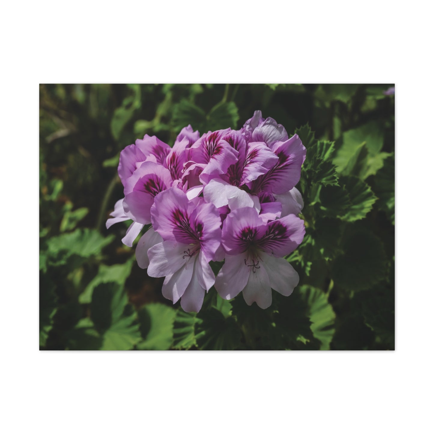 Pink Geranium Floral Canvas Print — Stretched Wall Art