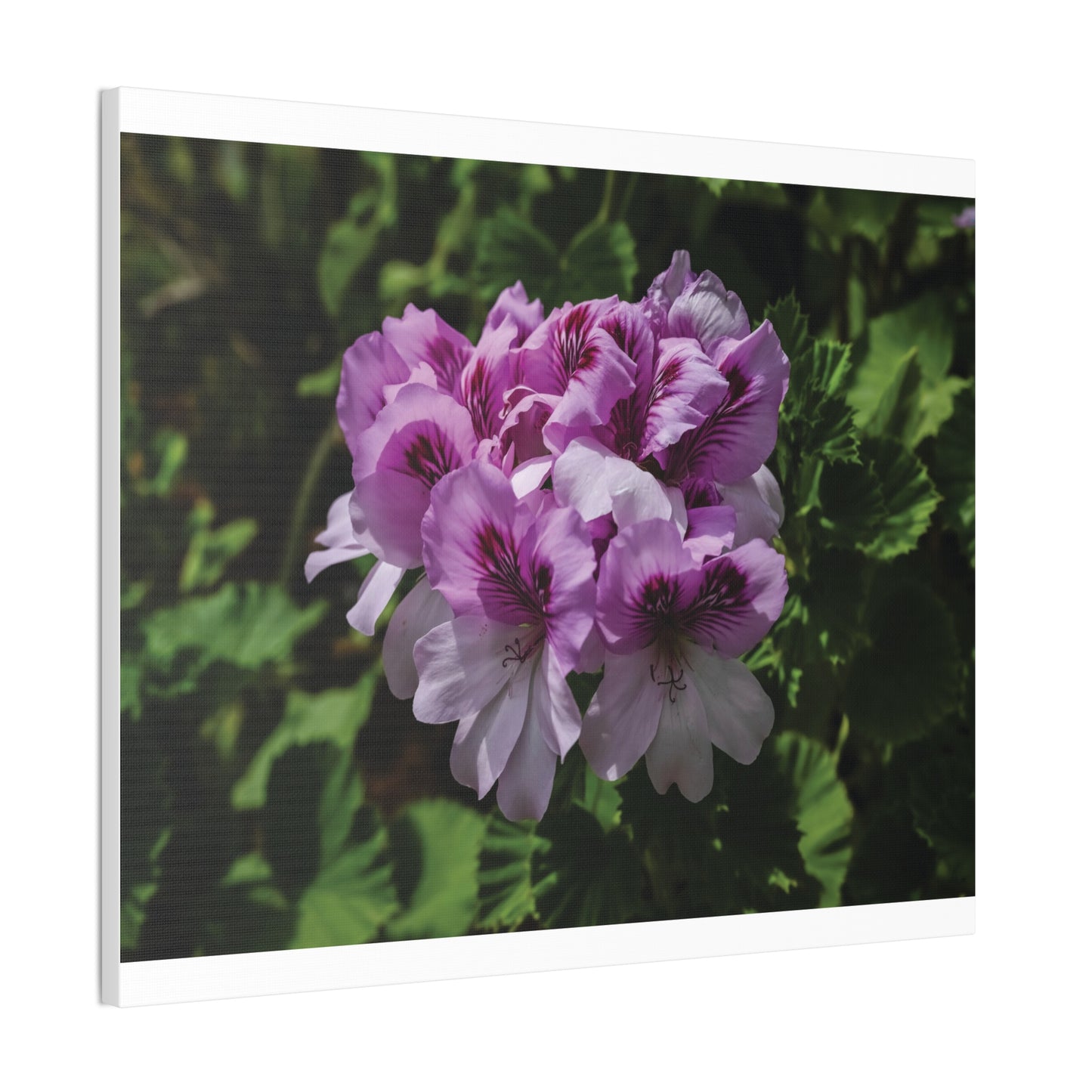 Pink Geranium Floral Canvas Print — Stretched Wall Art