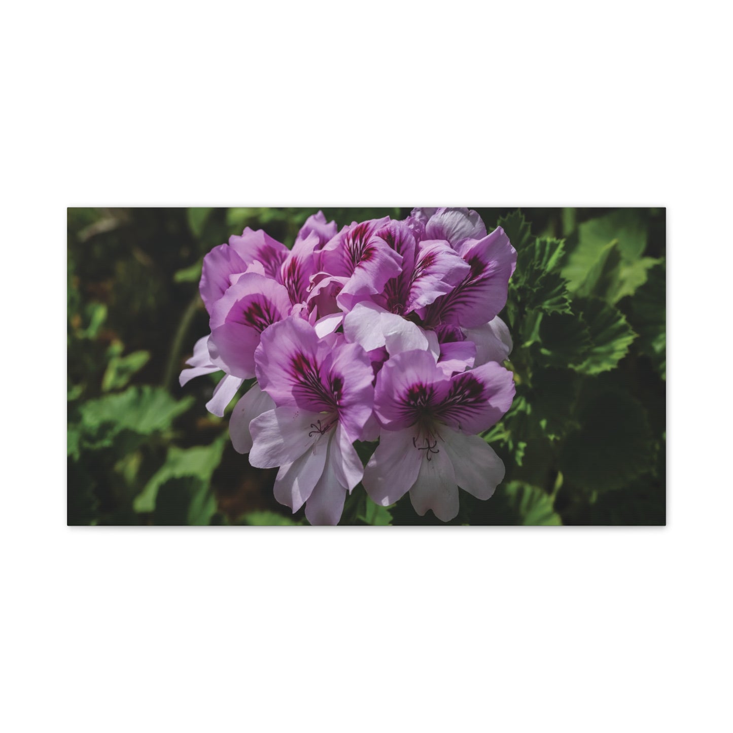 Pink Geranium Floral Canvas Print — Stretched Wall Art
