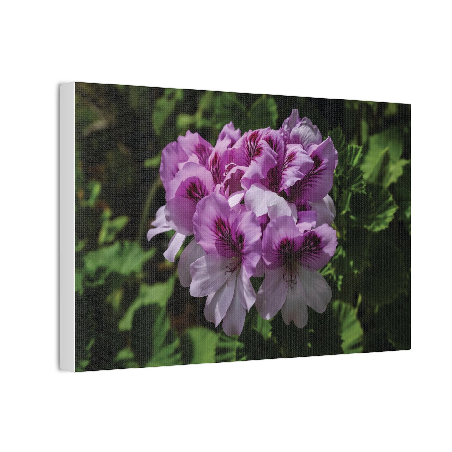 Pink Geranium Floral Canvas Print — Stretched Wall Art