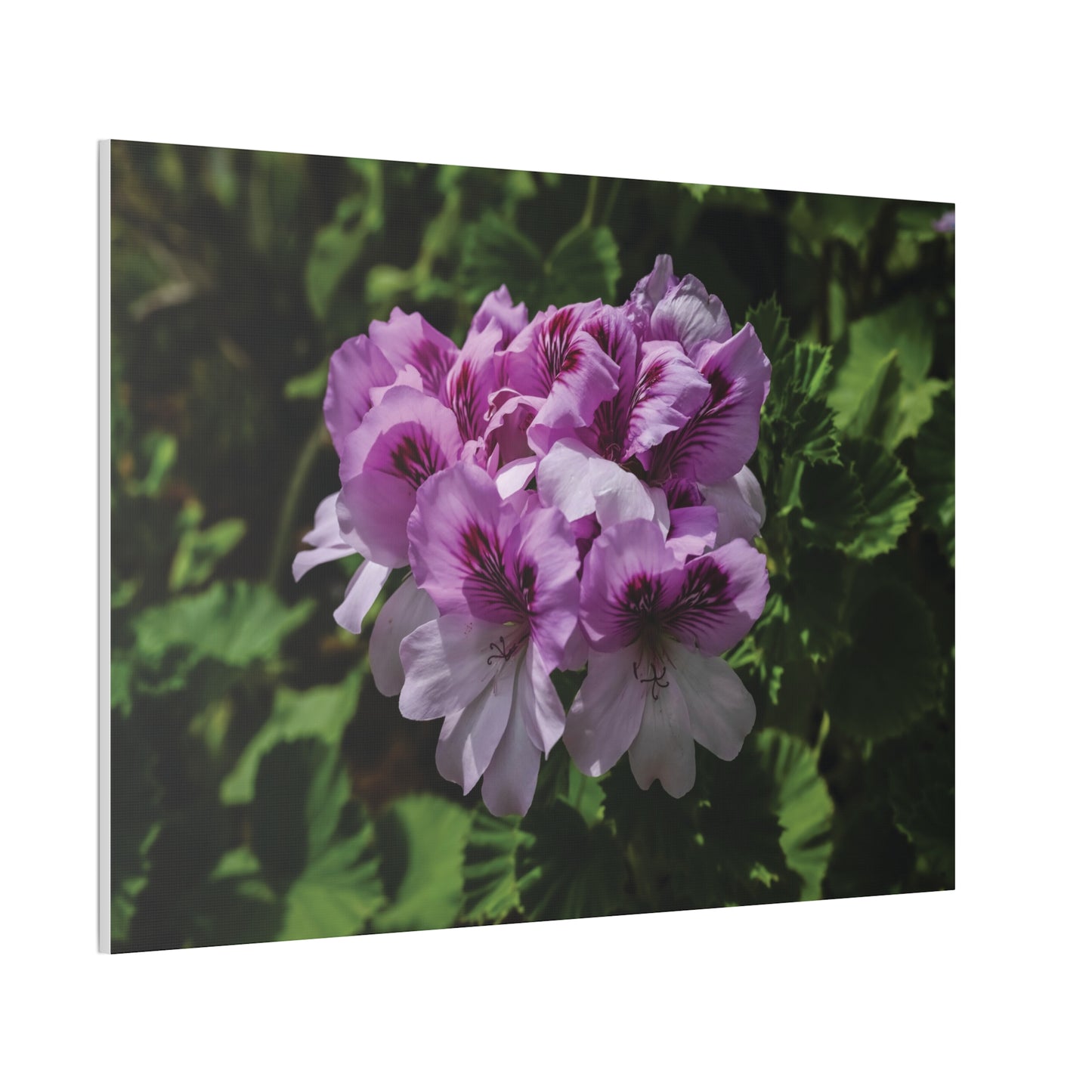 Pink Geranium Floral Canvas Print — Stretched Wall Art