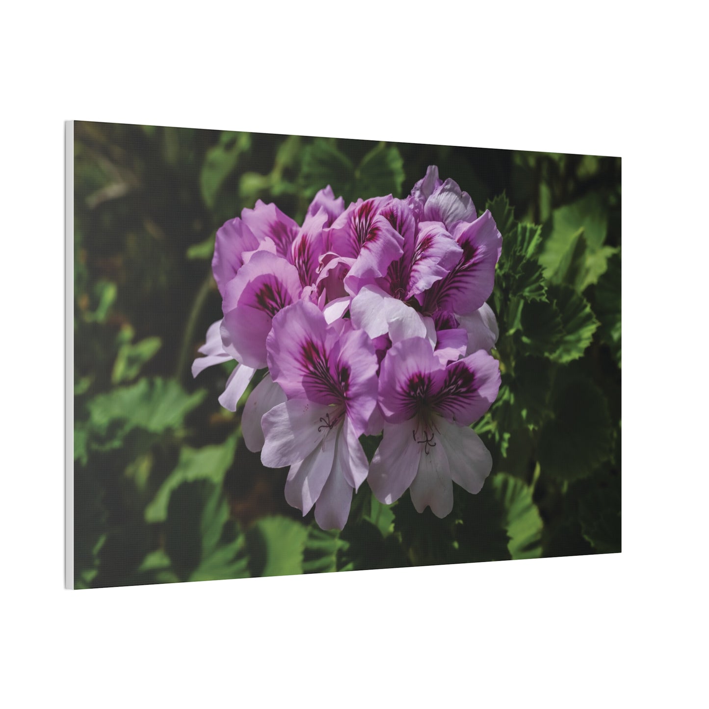 Pink Geranium Floral Canvas Print — Stretched Wall Art