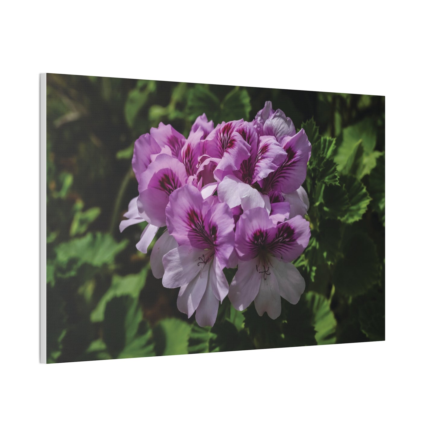 Pink Geranium Floral Canvas Print — Stretched Wall Art