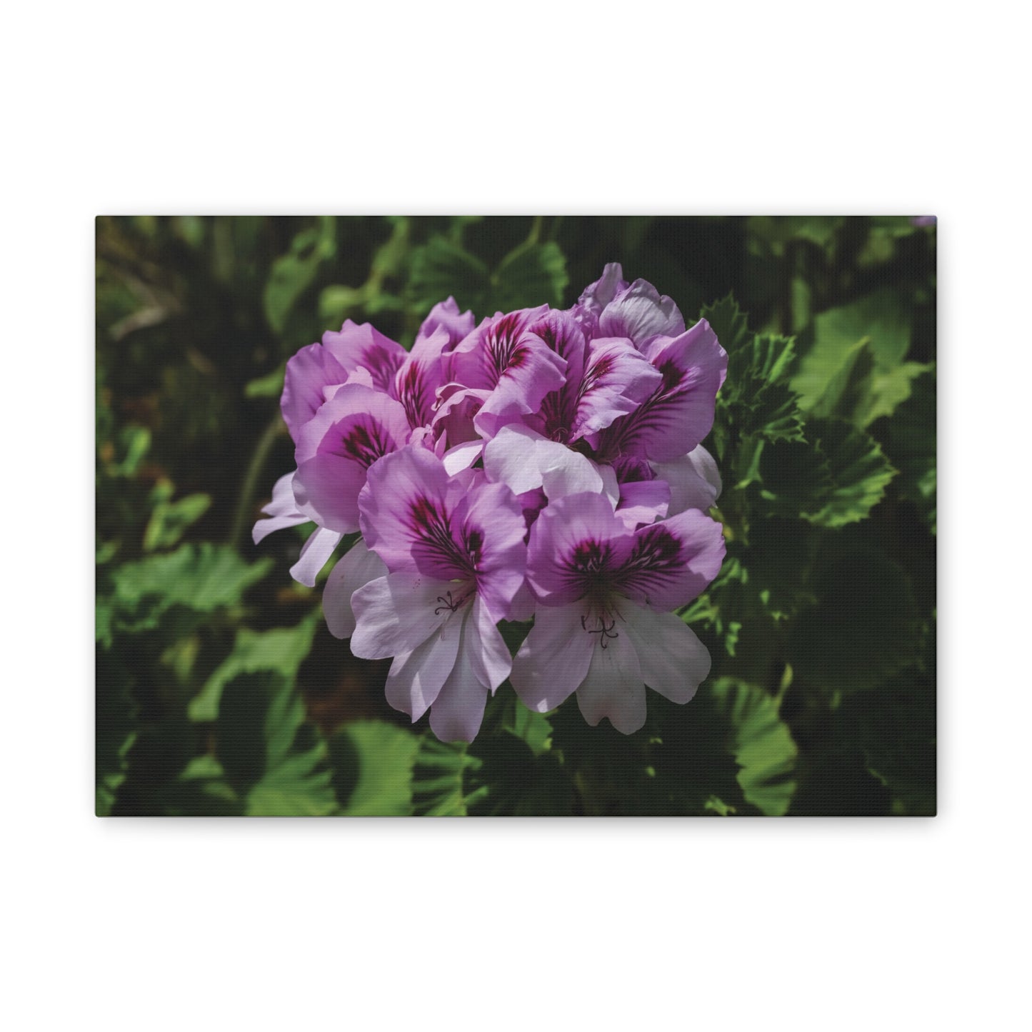 Pink Geranium Floral Canvas Print — Stretched Wall Art