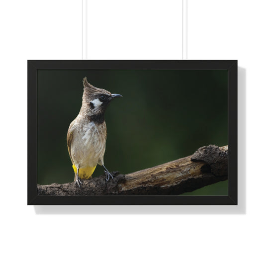 “Himalayan Serenade: The Poise of a Mountain Songbird”