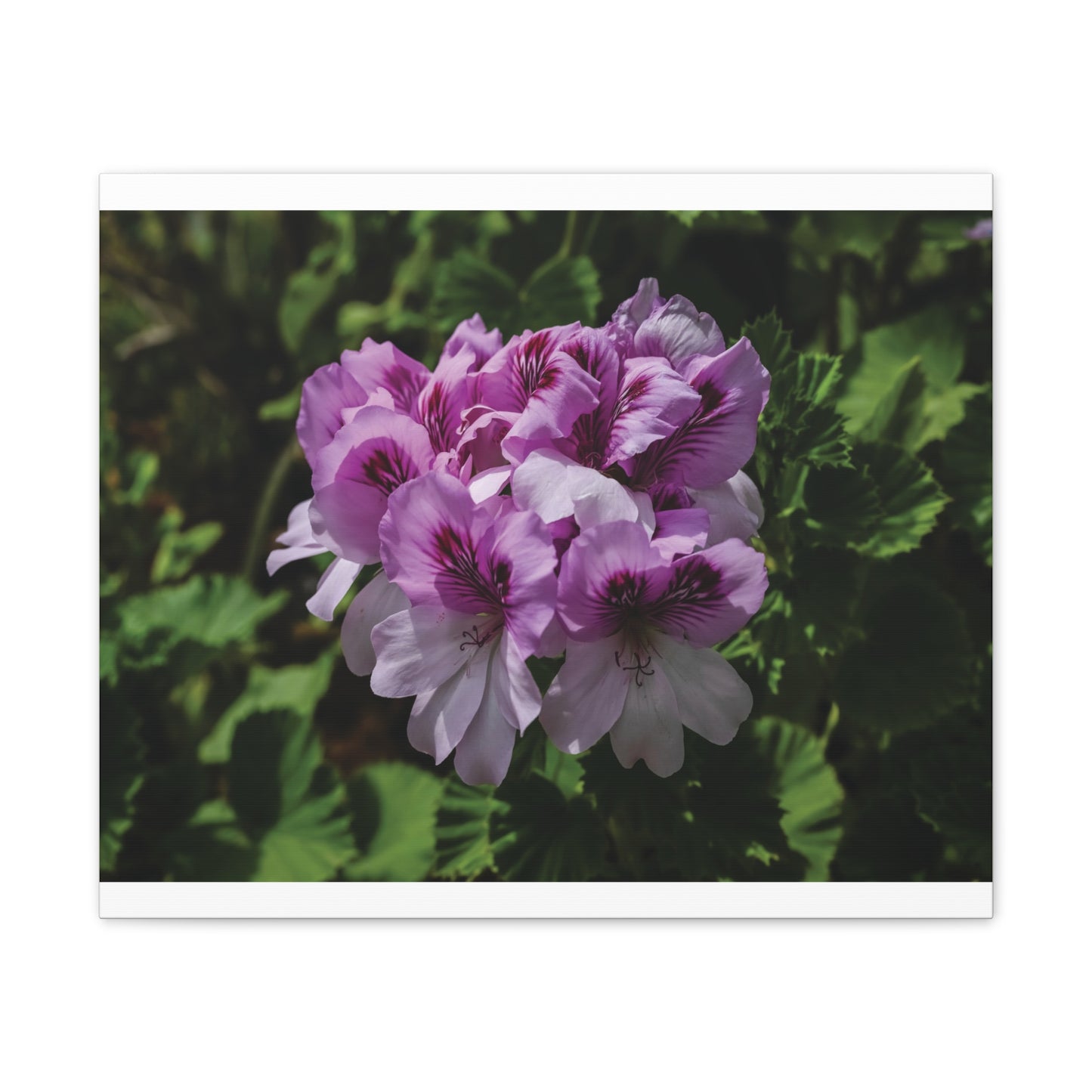Pink Geranium Floral Canvas Print — Stretched Wall Art