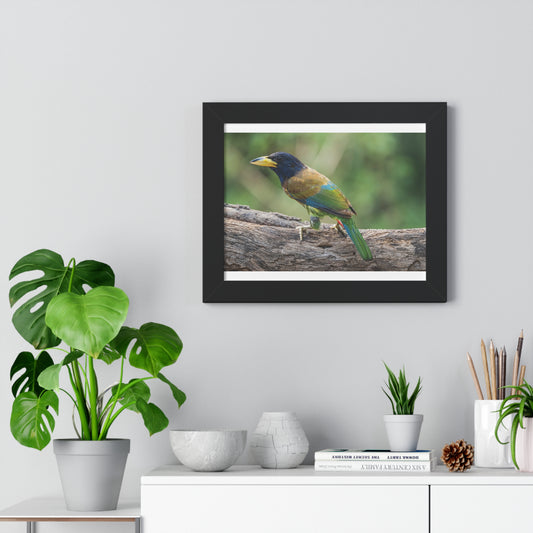 “Echoes of the Himalayas: The Great Barbet in Full Splendor”