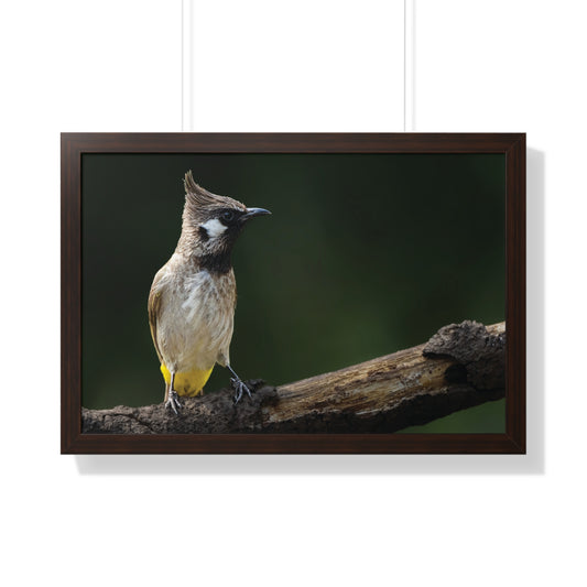 “Himalayan Serenade: The Poise of a Mountain Songbird”