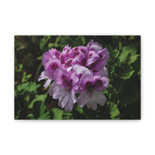 Pink Geranium Floral Canvas Print — Stretched Wall Art