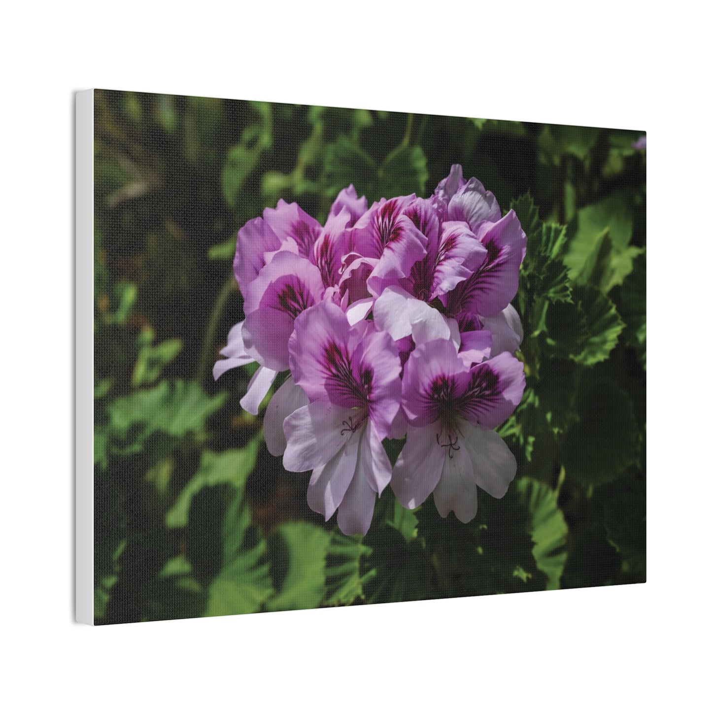 Pink Geranium Floral Canvas Print — Stretched Wall Art