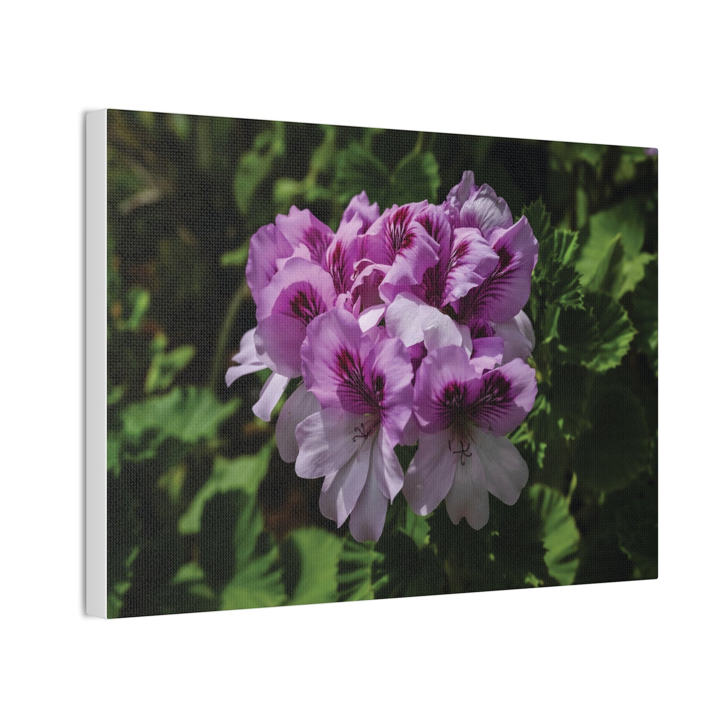 Pink Geranium Floral Canvas Print — Stretched Wall Art