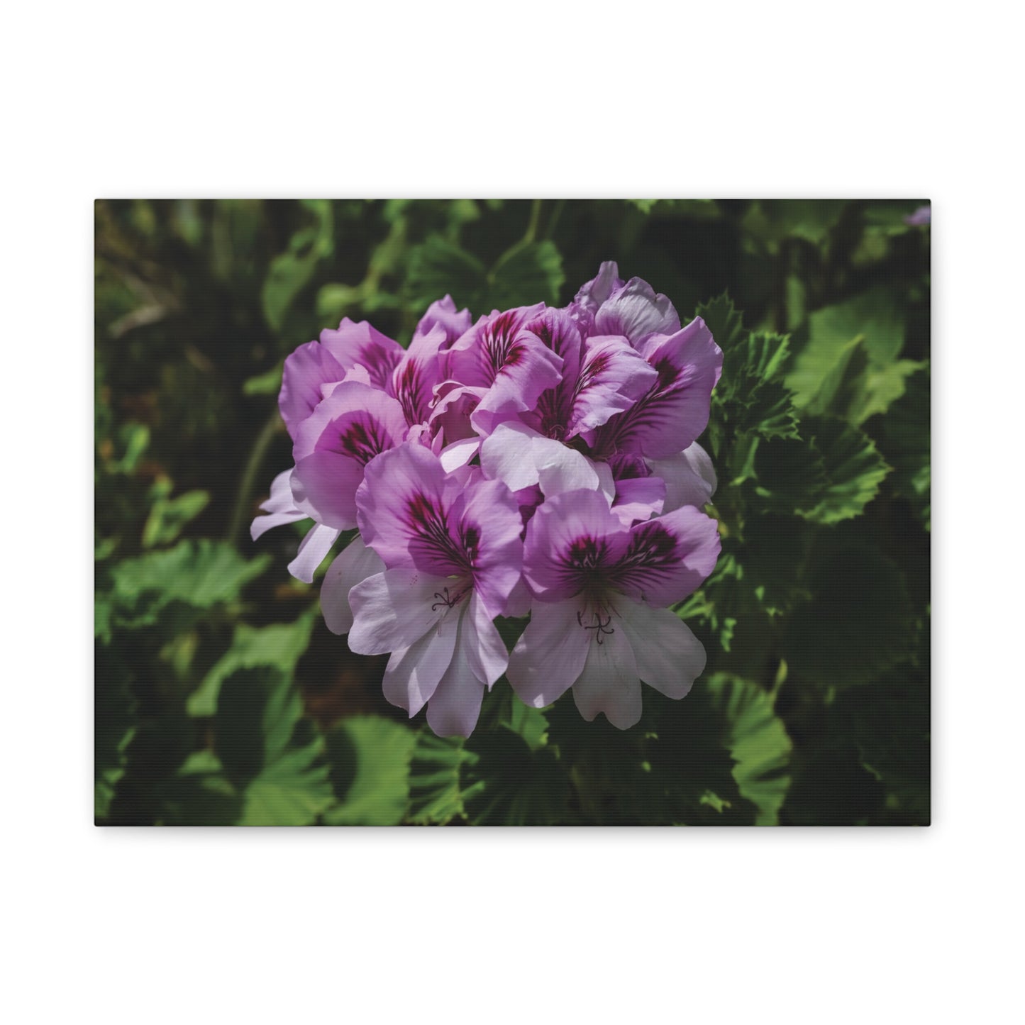 Pink Geranium Floral Canvas Print — Stretched Wall Art