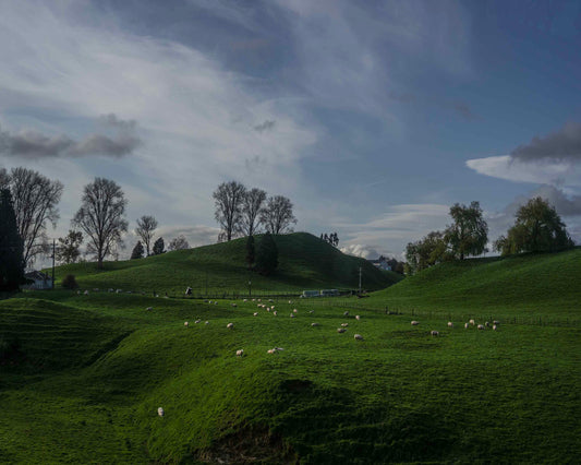 "Endless Green, Infinite Sky: A Sheep’s Paradise"