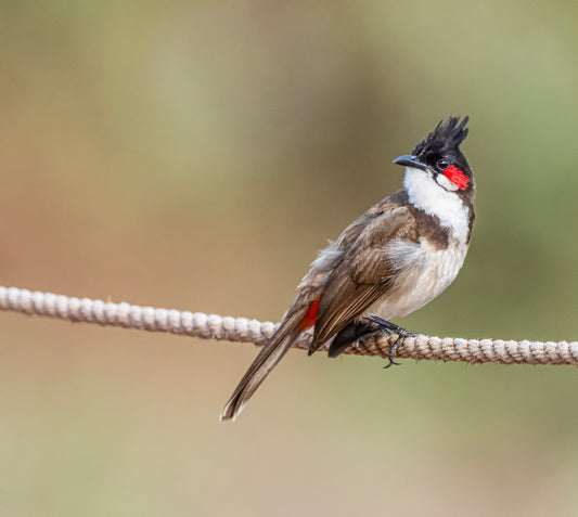 Red-whiskered bulbul