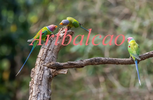 "Three Playful Parakeets – Vibrant & Chirpy Trio in Stunning Harmony!"