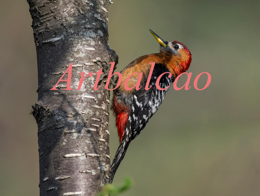 "Wild & Bold: Rufous-Bellied Woodpecker Captured in Crisp Detail"